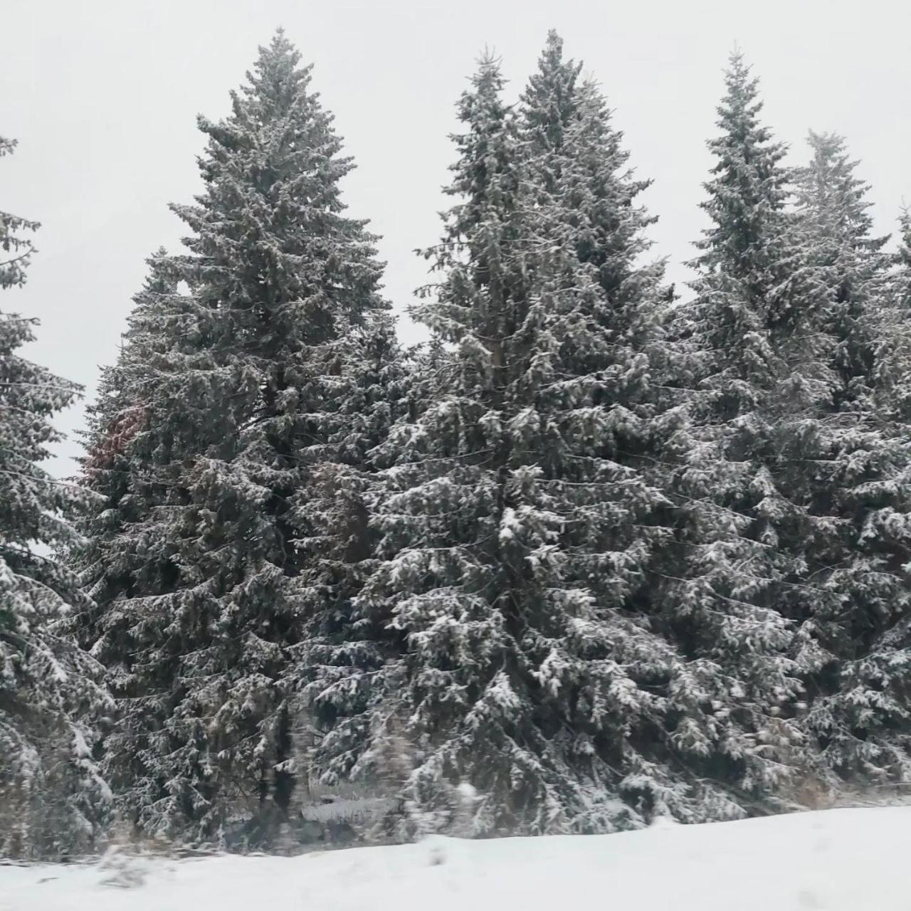 Apartmani Sorak Kopaonik, Studio Apartman A10 Exteriér fotografie